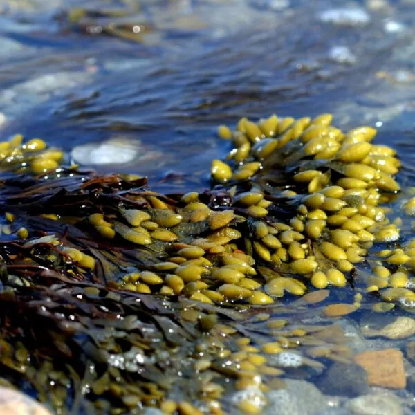 Bladderwrack Plant life style stock photo