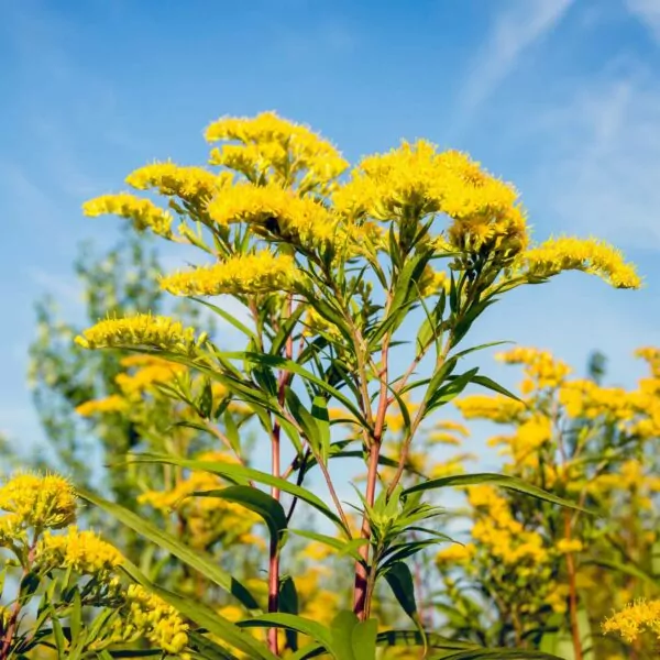 Golden Rod Herb Plant stock photo