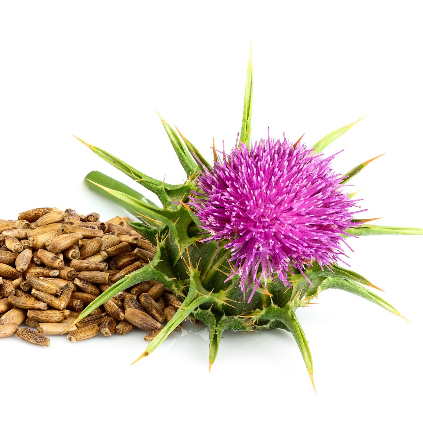 Five handy uses for milk thistle seeds