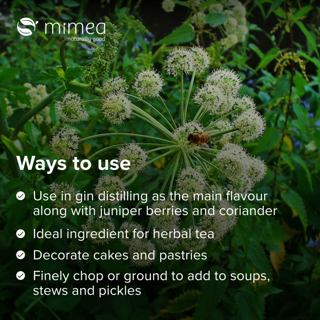 Angelica Root Cut for Sale | Fast UK Dispatch