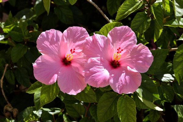 Why Skincare Brands Should Choose Hibiscus Flower