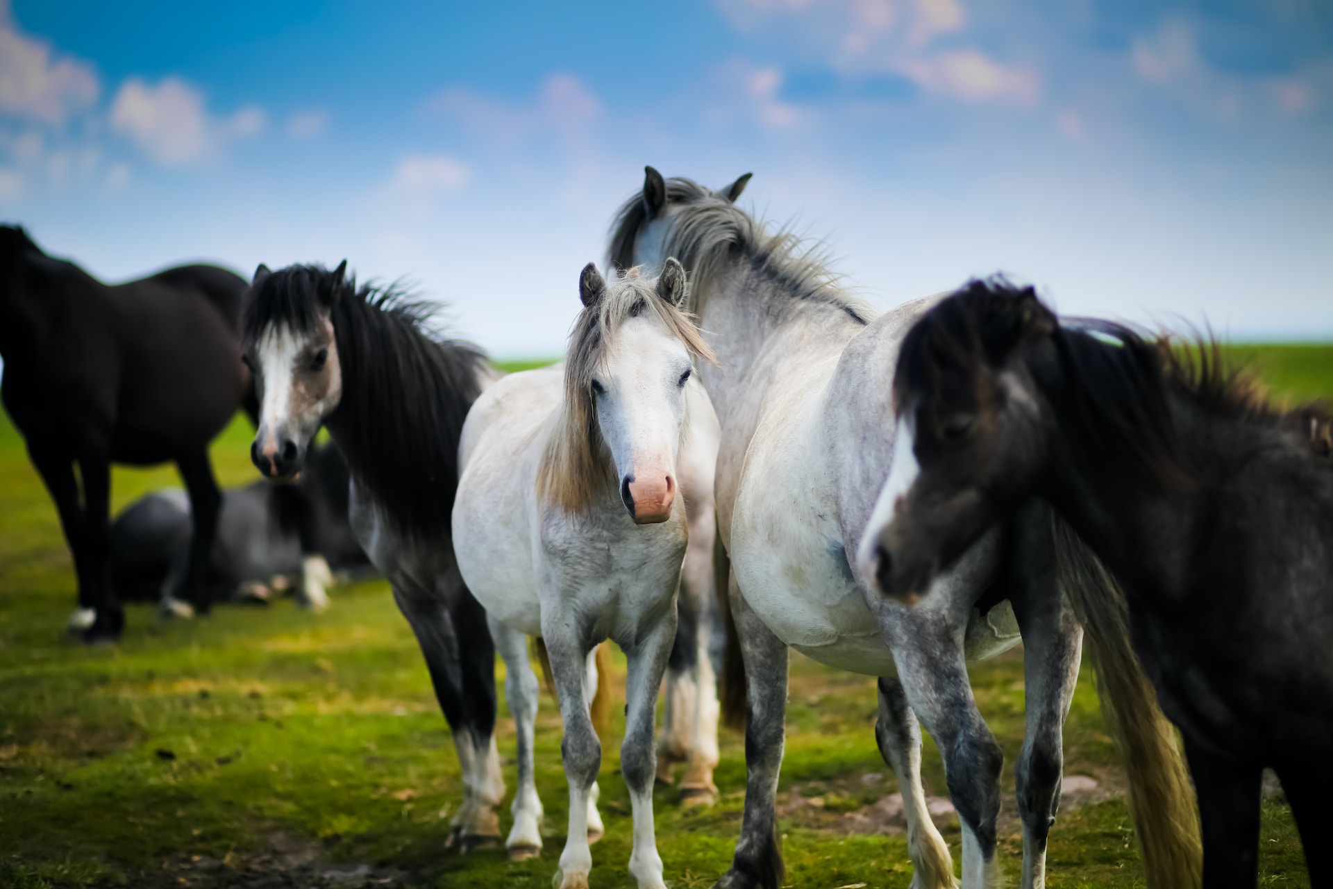 Five of the Best Herbal Supplements for Horses